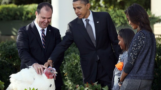 This Thanksgiving, Some Opt To Forgo Gobbling Gobblers